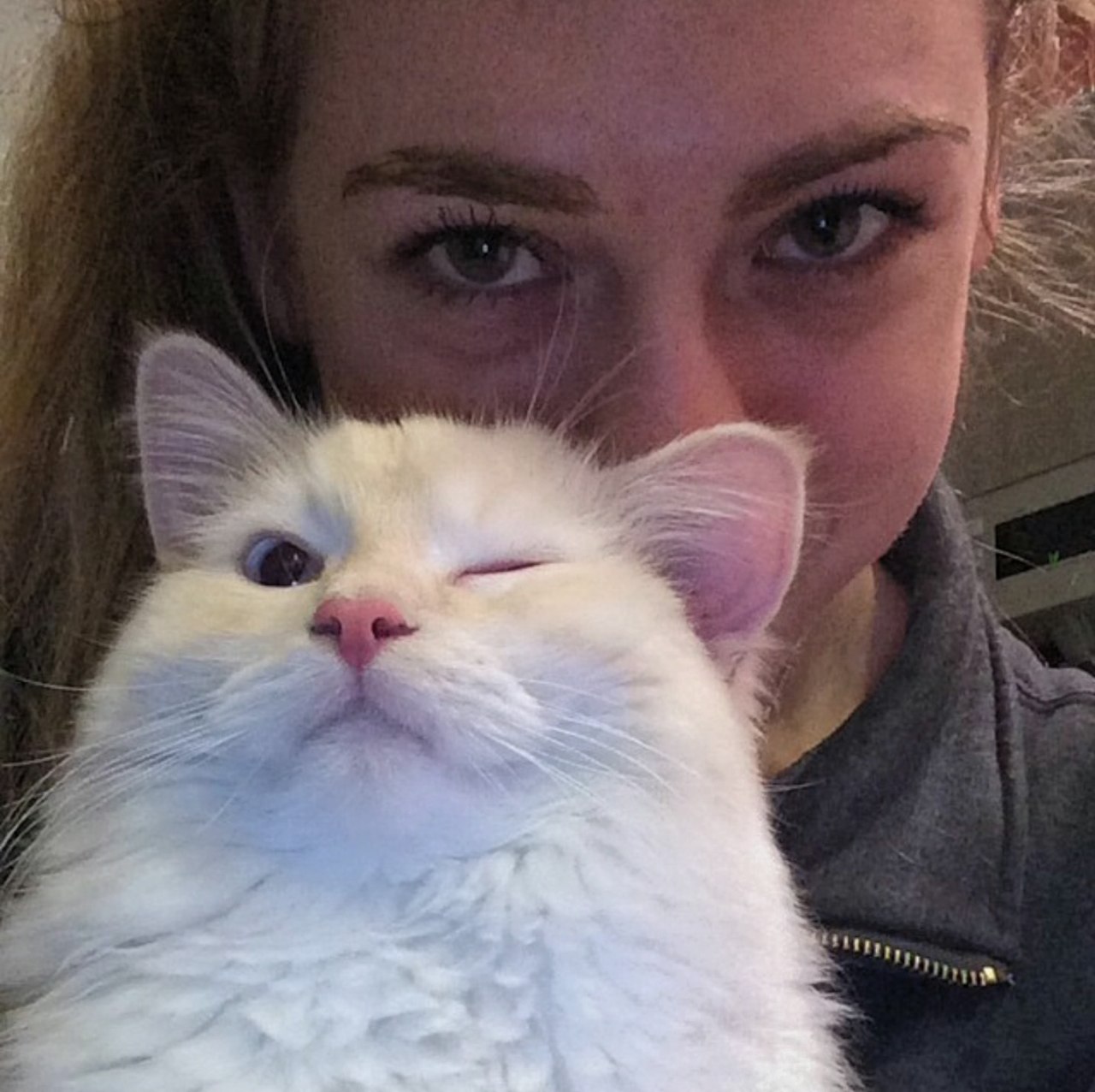 funcats.org funny cats