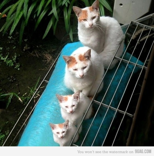 funcats.org funny cats